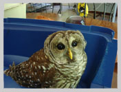 Wildlife Rehab